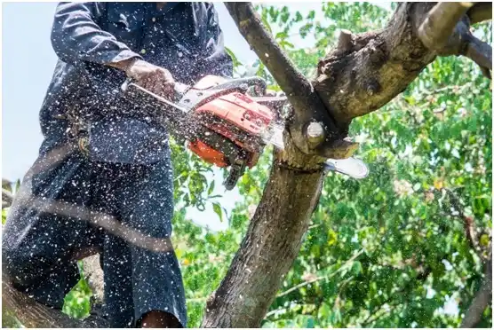 tree services Lake Marcel-Stillwater